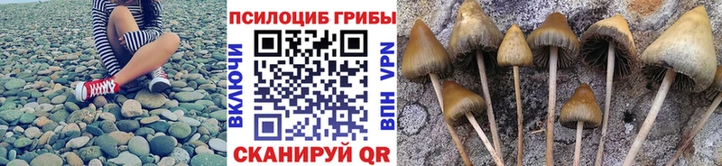 Галлюциногенные грибы Cubensis  где купить наркоту  Курчалой 